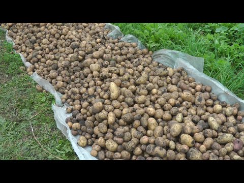 Видео: МТ 110,Ока на уборке урожая 2025г