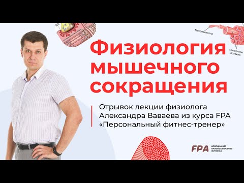 Видео: Физиология мышечного сокращения | FPA