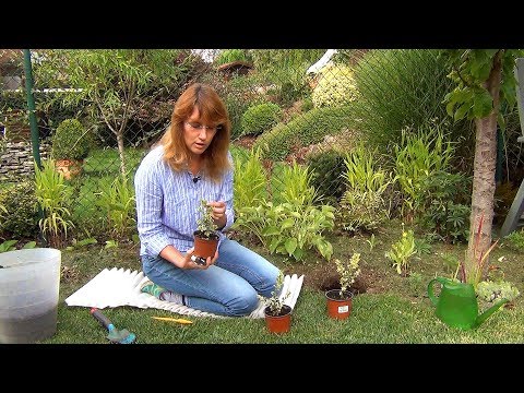 Видео: Самшит. Посадка и уход.