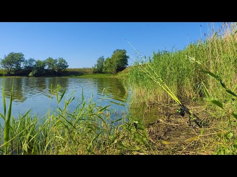 Видео: В засыхающем пруду - САЗАН, КАРАСЬ!!!! Рыбалка на поплавок и донки