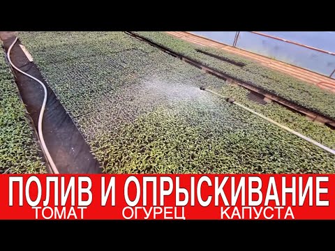 Видео: КАК ПОДГОТОВИТЬ ТОМАТ К ПИКИРОВКЕ?
