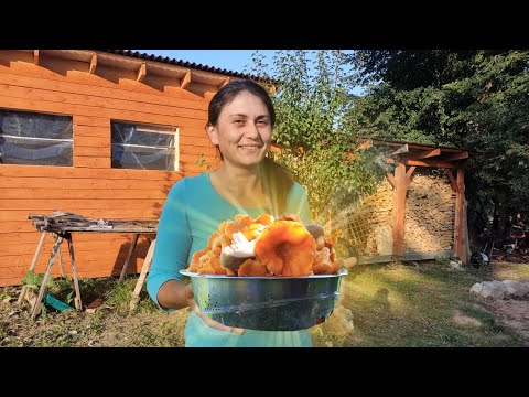 Видео: Собрали лесные грибы и приготовили вкусный ужин.