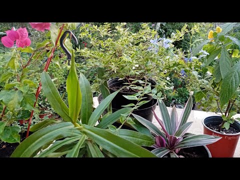 Видео: Комнатные растения летом на улице. За или против?