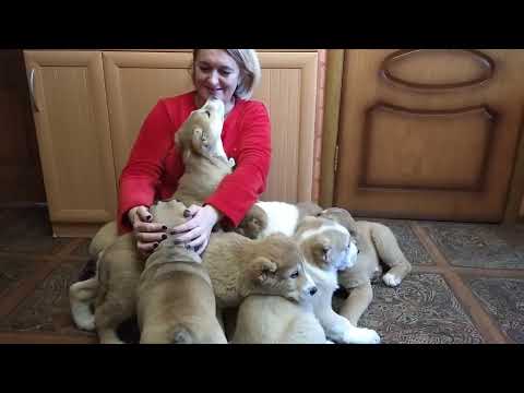 Видео: целая охапка алабайского счастья!