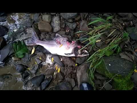 Видео: С востока на запад, через Штернберга. о. Сахалин