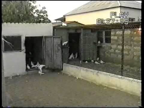 Видео: Баку настоящие голуби 3