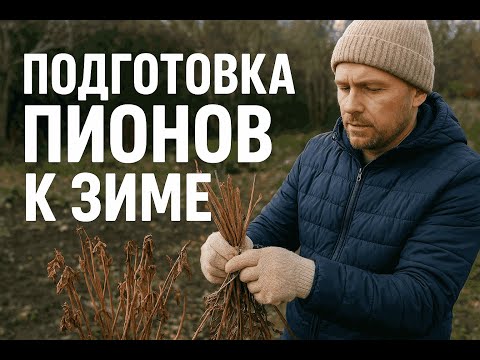 Видео: Секреты ухода за пионами после цветения!