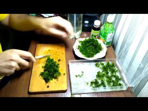 Видео: Как высаживать яванский мох  Java Moss / How to plant java moss Java Moss