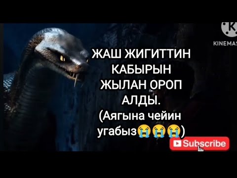 Видео: ЖАШ ЖИГИТТИН КАБЫРЫН ЖЫЛАН ОРОП АЛДЫ😱
