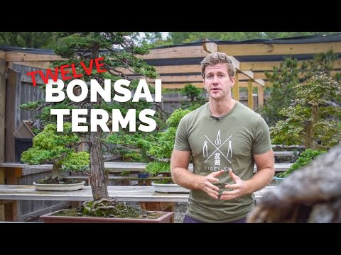 Видео: 12 терминов для создания лучшего бонсай | Bonsai-U