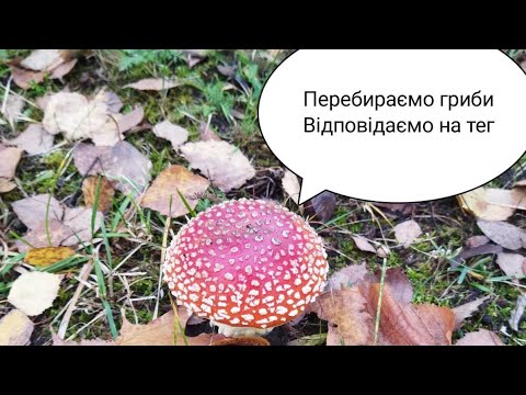 Видео: Тег "Як хобі стає грою?" Автор @galartdesign . Частина 1.