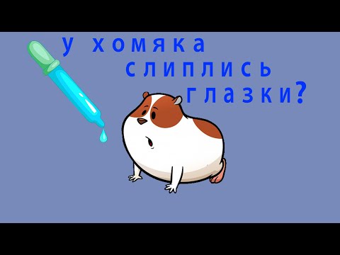 Видео: Почему у хомячка слиплись глазки? Как лечить коньюктивит?