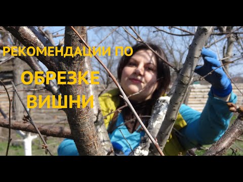 Видео: ОБРЕЗКА ВИШНИ. РЕКОМЕНДАЦИИ И ПРАВИЛА. ОСОБЕННОСТИ ВИШНИ.