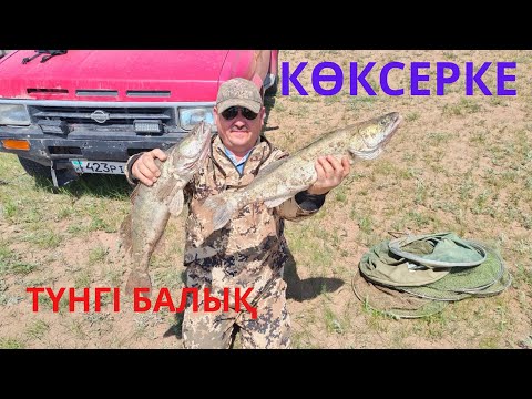 Видео: КӨКСЕРКЕ,МӨҢКЕ. ТАМАША ҚАБЫС .МАУСЫМ АШУ.  2023ж . 2 БӨЛІМ.