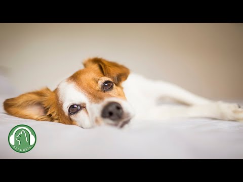 Видео: Музыка для сна для собак🐶Музыка для одиноких собак🎵Любимая музыка собак