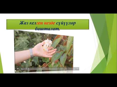 Видео: Грамматика / Мезгил аналитикалык формасы  -ган кезде