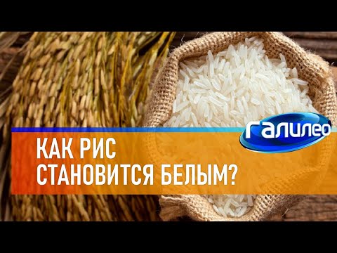Видео: Галилео 🌾 Как рис становится белым?