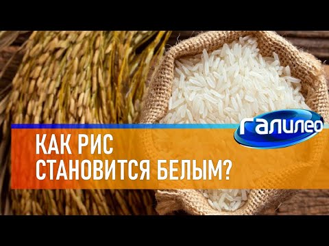 Видео: Галилео 🌾 Как рис становится белым?