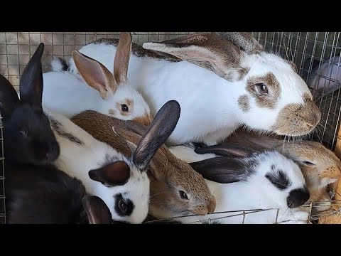 Видео: Миграция кроликов в гараже