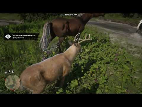 Видео: Прогулка за животных в rdr 2