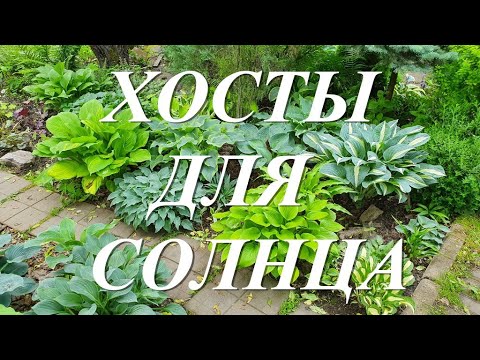 Видео: Хосты для солнечных мест или какие хосты не боятся солнца