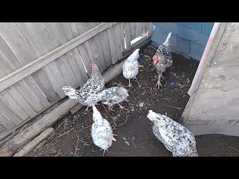 Видео: 18 октября, пудра от блох для кур 