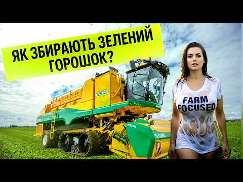Видео: Як збирають  горошок зеленим? Хто вирощує найбільше?