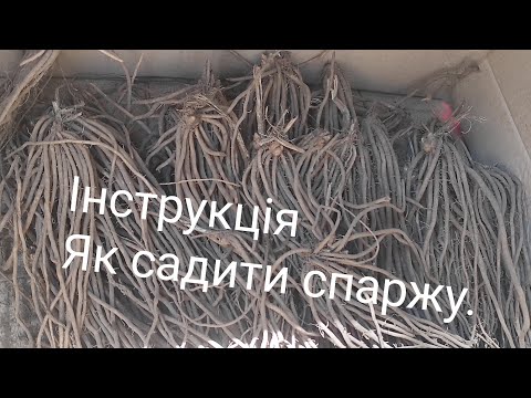 Видео: Як садити спаржу.Інструкція.