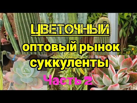 Видео: Цветочный  оптовый  рынок .Суккуленты.Часть 2.