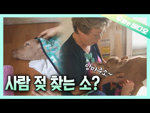 Видео: Новорожденный теленок 70-летней бабушки