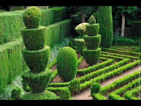 Видео: Тис - идеальный кустарник для формировки и изгороди. Можно стричь как хочешь