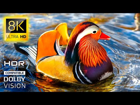 Видео: Дикие животные 8K • Красота созданий природы HDR TV 60 кадров в секунду | 8K VIDEO ULTRA HD