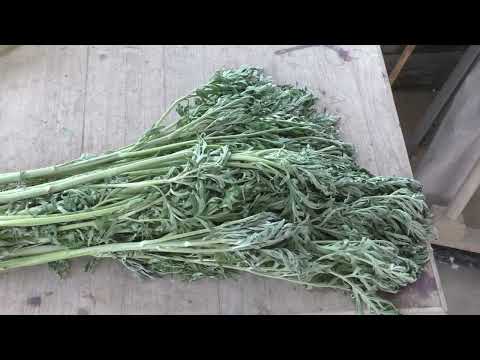 Видео: Маленький секрет очень полезной травы !
