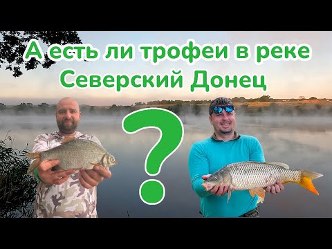 Видео: А есть ли трофеи на реке Севрский Донец? / Рыбалка на Фидер / Отдых на реке Северский Донец /