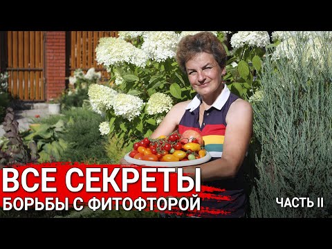 Видео: Как вырастить томаты без фитофторы | Как вырастить томаты без фитофторы  | Правила защиты