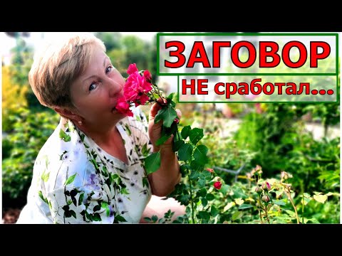 Видео: Зачем я это сделала! Отхватила себе две розы на штамбе, а поехала только посмотреть
