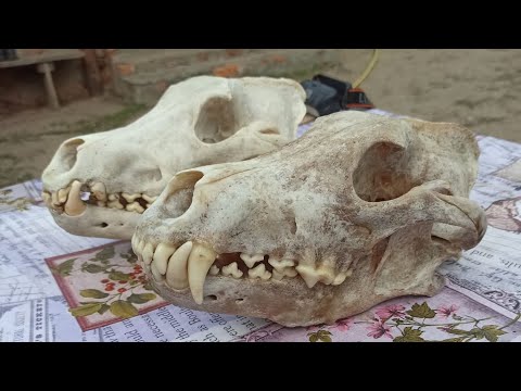 Видео: Охота — не жестокость, а стратегия. Волчьи косераы