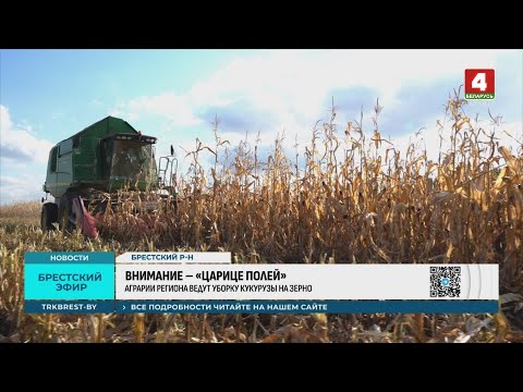 Видео: ВНИМАНИЕ – «ЦАРИЦЕ ПОЛЕЙ»