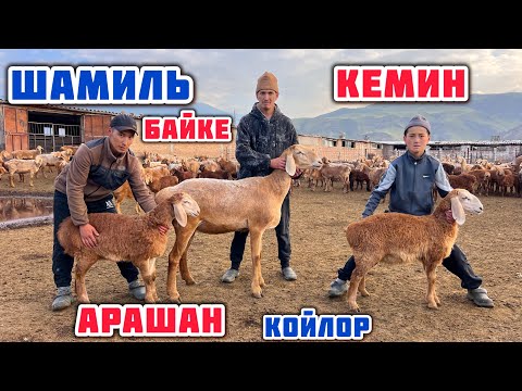 Видео: Шамиль байкенин 200 АРАШАН койлору🤚🏼Сандан сапатка. Кемин шаары