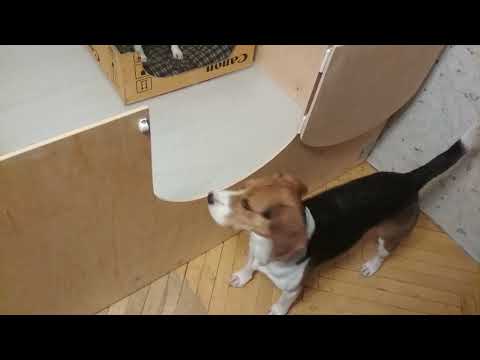 Видео: Манеж для щенков Бигля. Джесси готовится рожать.