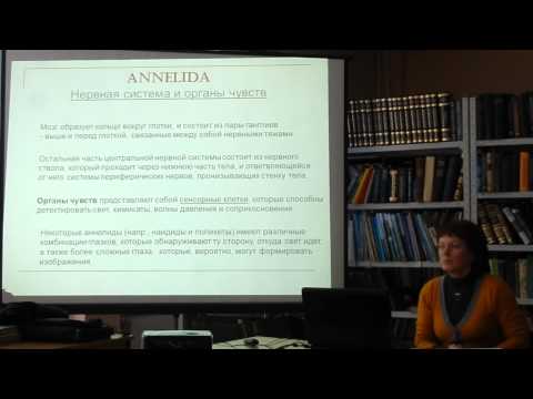 Видео: Биоразнообразие кольчатых червей (Лимнологический институт СО РАН)