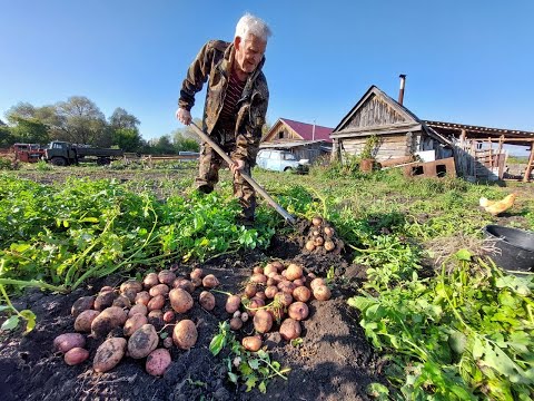 Видео: Гигантский урожай картошки! Не знаем куда девать картофель!