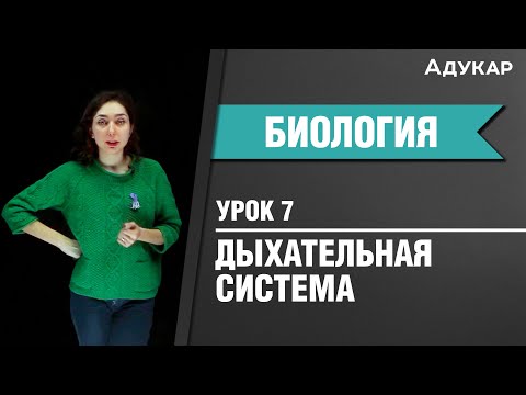 Видео: Дыхательная система человека| Биология ЦТ, ЕГЭ