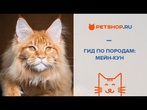 Видео: ГИД ПО ПОРОДАМ - МЕЙН-КУН