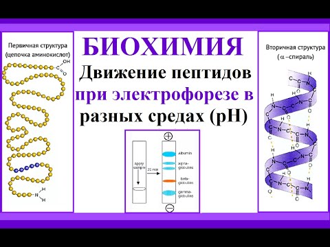 Видео: Движение пептидов в электрофоретическом поле при разных рН. Биохимия.