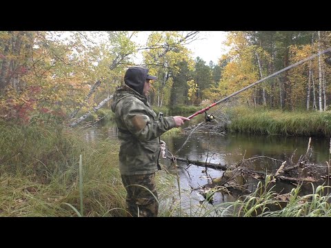 Видео: Мохтарь (елец) клюёт чуть ли не на каждом забросе. Осенняя рыбалка на удочку.