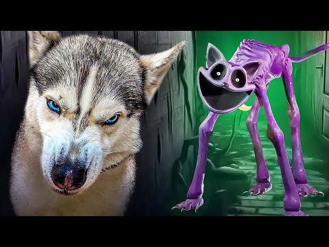 Видео: КОТ ДРЕМОТ! ФИНАЛЬНАЯ БИТВА с CatNap!! Полный фильм