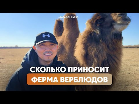 Видео: Как зарабатывают на верблюдах в Казахстане — бизнес, который удивил меня