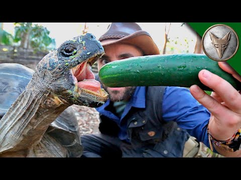 Видео: СЛОНОВАЯ ЧЕРЕПАХА. Кормим ГАЛАПАГОССКУЮ черепаху. Brave Wilderness на русском