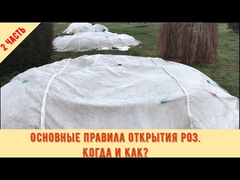 Видео: Основные правила открытия роз. 2 часть. Когда и Как? Питомник 🌹 и 🌲 Е. Иващенко